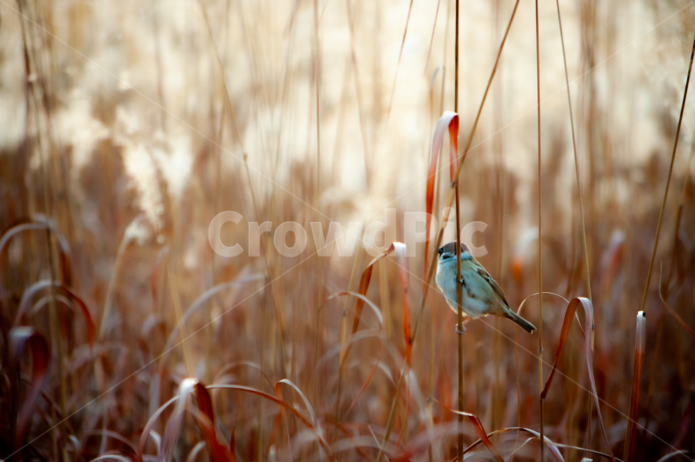 plant,식물,bird,새,animal,동물,참새,조류,새,birds