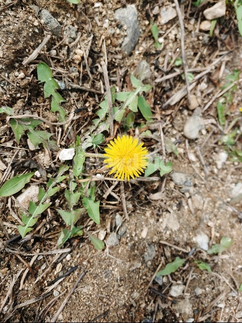 들꽃,꽃,식물,flower,봄