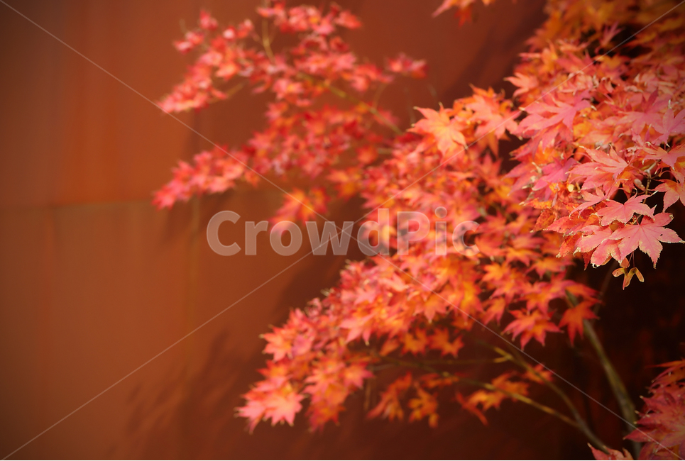 가을,가을소경,당풍,석류,자작나무,단풍,보라,ㅂ빨강,단풍나무,가을,계절,fall,autumn,season,plant,식물,leaf,잎,tree,나무