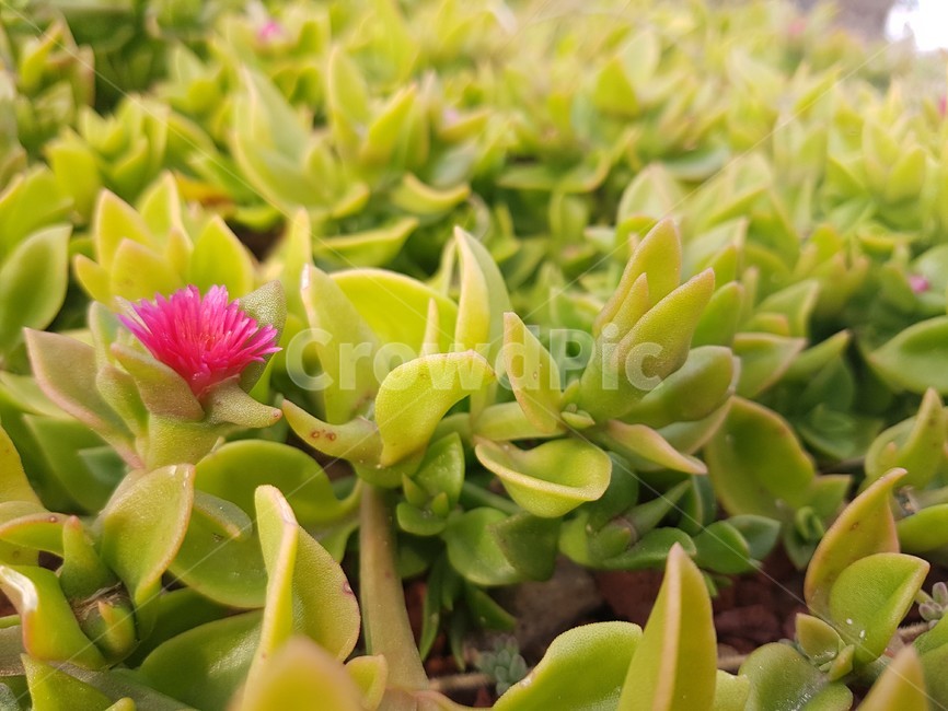 썬로즈,다육식물,다육이,해변식물,제주도썬로즈,식물,자연,plants,nature,꽃,flower
