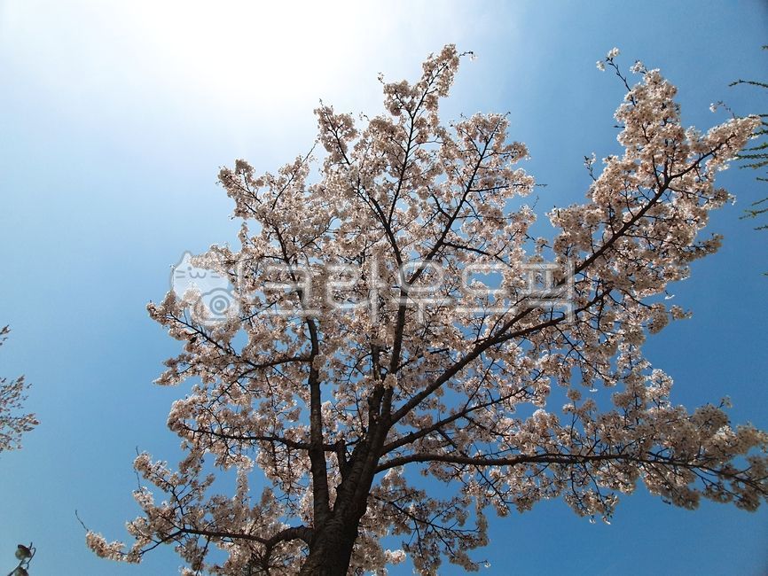 봄,벚꽃,벚꽃나무,blossom,봄하늘