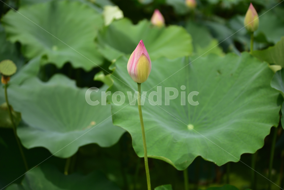연꽃,연잎,호수,lotus,lotuses,식물,자연,plants,nature,꽃,flower