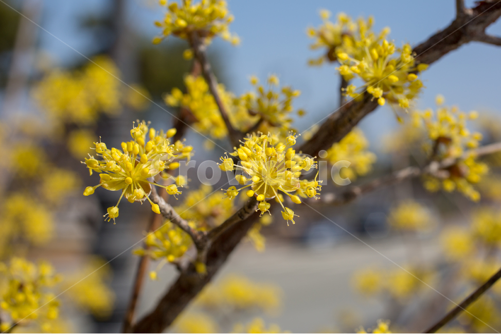 식물,plant,pollen,화분,산수유,봄꽃,식물,자연,plants,nature