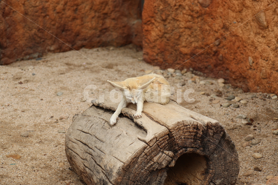 동물원,사막여우,동물,사막,여우,animal,귀,페넥여우,fennecfox,fox,vulpeszerda,포유류,개과동물,북아프리카,모래사막,야행성,동물,animal,포유류,mammal
