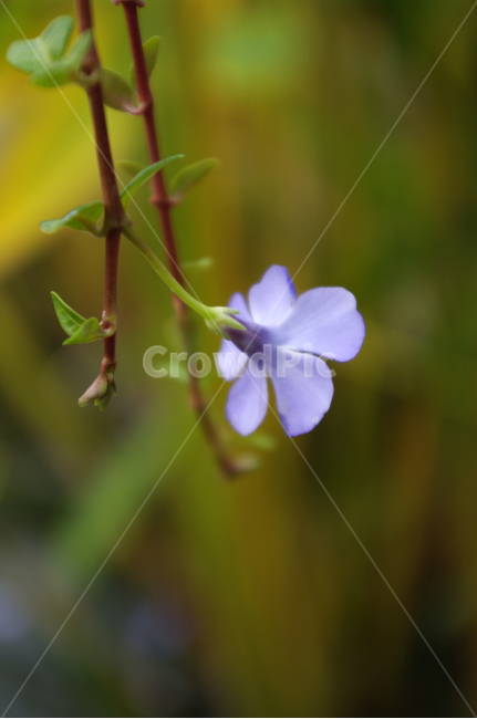 꽃,flower,plant,color,꽃봉오리,식물,자연,plants,nature,꽃,flower