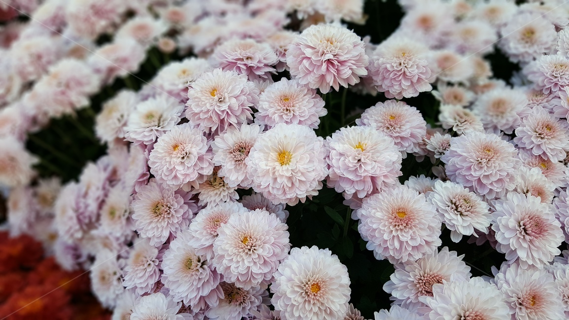 꽃,국화,꽃잎,식물,자연,가을꽃,blossom,plant,flower,petal