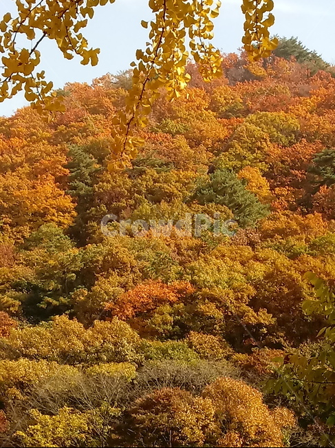 낙엽,단풍,落葉,leaves,나뭇잎,단풍나무,식물,maple,낙엽활엽관목,잎,계절,가을,자연,풍경,outdoors,옥외,fallautumnseason,naturelandscape,풍경사진,산,가을,계절,fall,autumn,season,tree,나무,plant,vegetation,초목