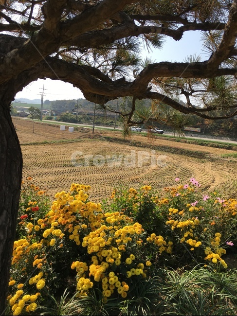 plant,식물,tree,나무,treetrunk,나무줄기