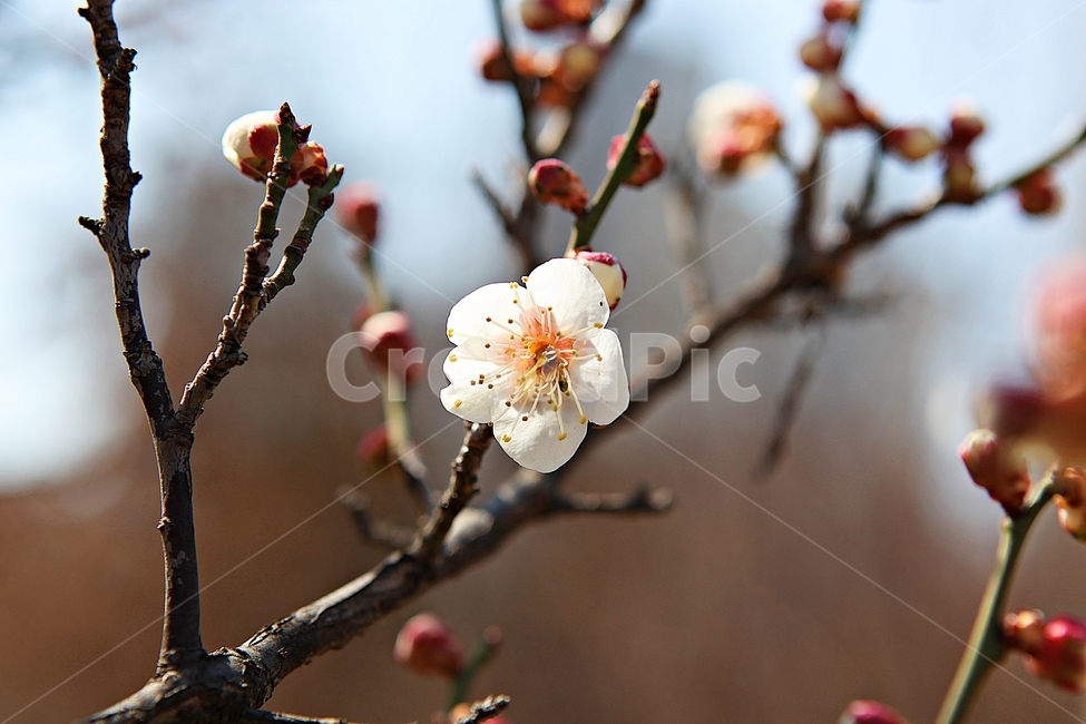 매화,꽃,봄꽃,봄,식물,자연,봄,계절,spring,season