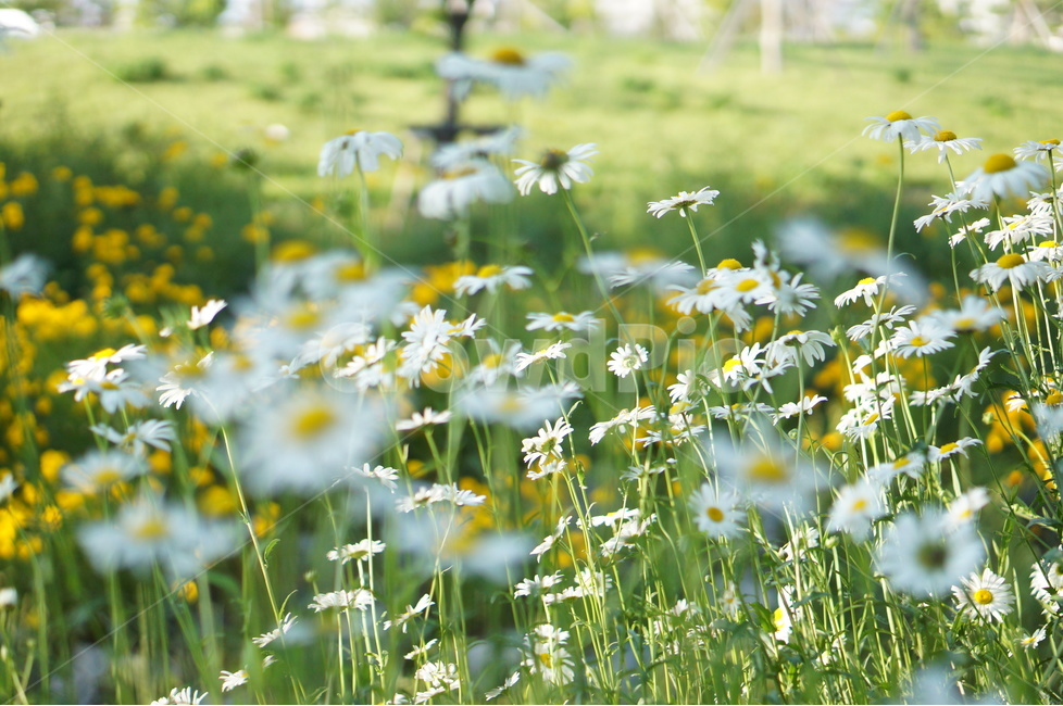 마가렛꽃,봄,흰색,풍경,꽃,빛,식물,자연,plants,nature,꽃,flower