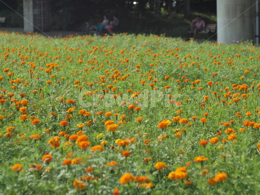 꽃밭,꽃,풍경,field,들,grassland,목초지,outdoors,옥외,nature,자연