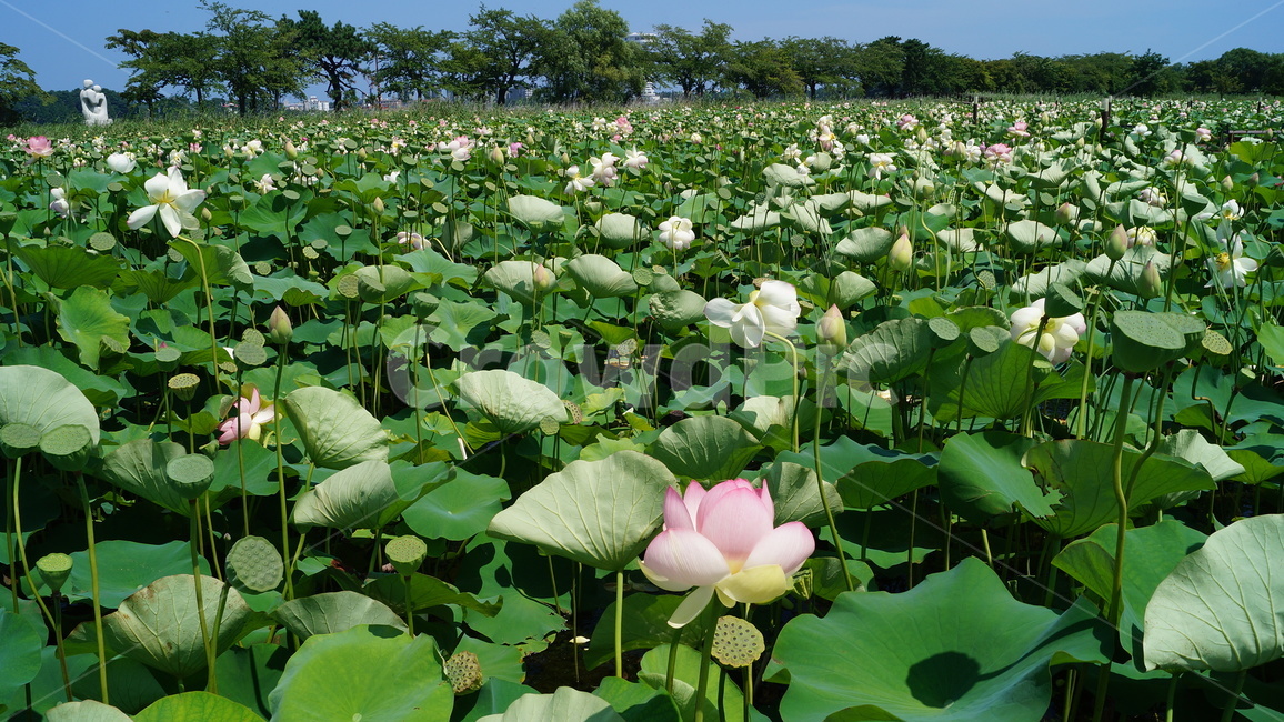 연꽃,꽃,flower,식물,plant,식물,자연,plants,nature,꽃,flower