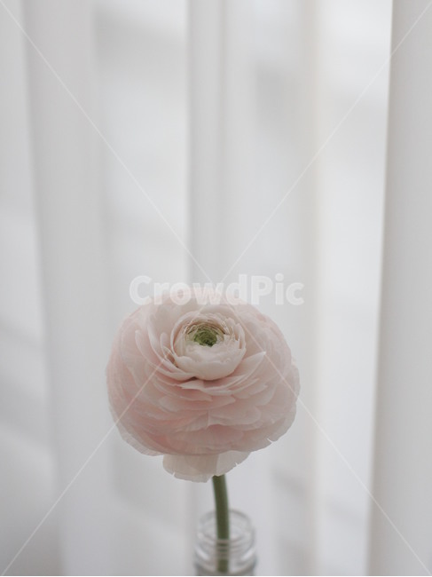꽃,라넌큘려스,하노이꽃,연분홍,플라워,flower,실내용화초,화분,화초,house plant