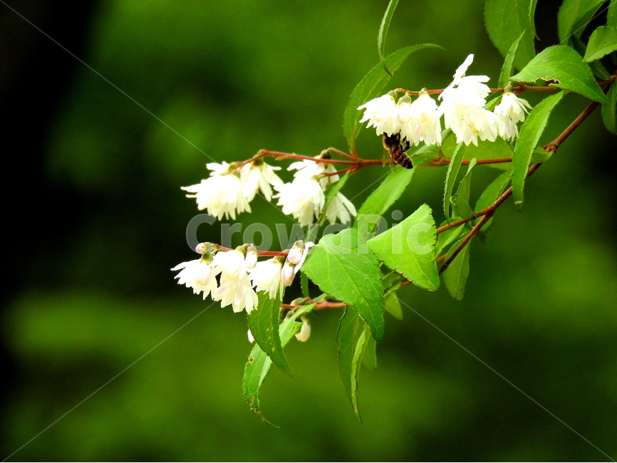 식물,꽃,동물,곤충,벌,자연,식물,자연,plants,nature,꽃,flower,동물,animal,곤충,벌레,insect,bug