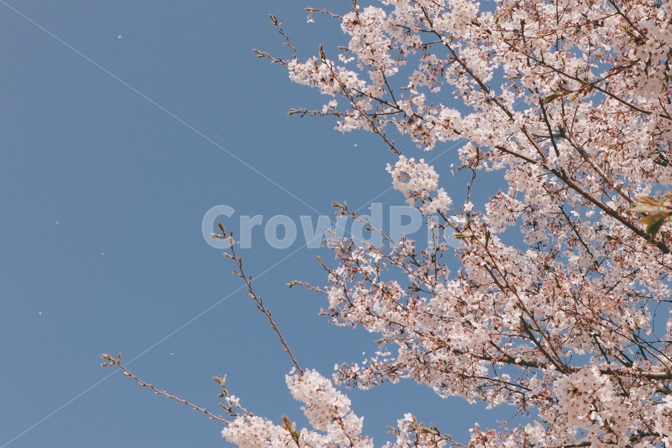벚꽃,꽃,봄,흩날리는꽃,하늘,봄,계절,spring,season,plant,식물,flower,blossom