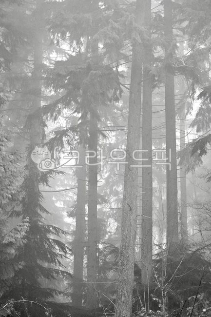 foggy,Vancouver,forest,woods,british columbia,newwestminster,tree,statue,burnaby,downtown,britishcolumbia,trees,morning,vancouver,Canada,burnabylake,canada,Stanley Park,ocean,new westminster,Fog,fog