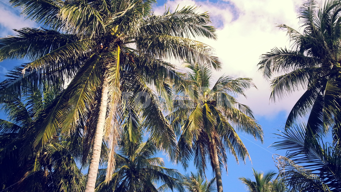 야자수,coconuttree,thailand,태국,타이,구름,하늘
