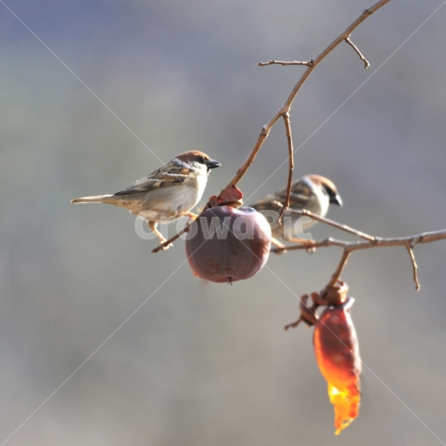새,참새,조류,방앗간,쪽돌의사진세상,사립문,쪽돌,겨울,계절,winter,season,동물,animal,조류,새,birds,과일,열매,fruit
