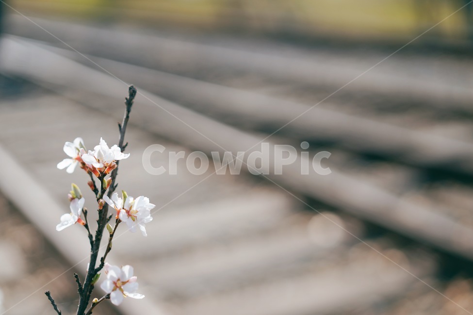 벚꽃,봄,기찻길,철길에꽃,꽃