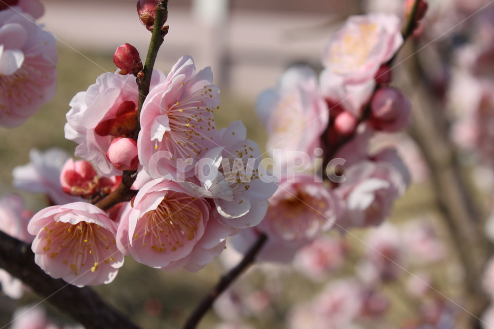 꽃,봄,분홍꽃,벚꽃,감성,flowers,spring,springscenery,pinkflowers,cherryblossoms,sensibility