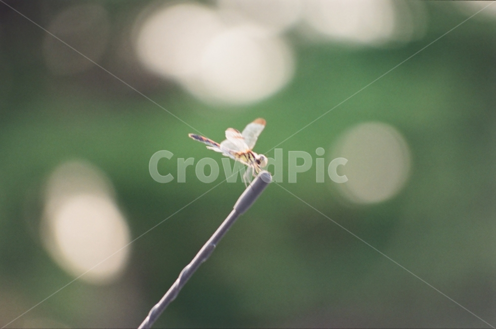 필름카메라,필름사진,감성사진,잠자리,우연,동물,animal,곤충,벌레,insect,bug