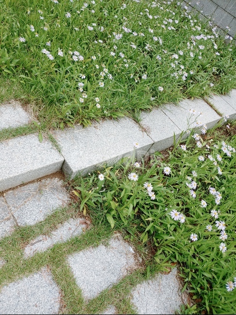 flagstone,판석,path,통로,꽃,식물,자연,plants,nature