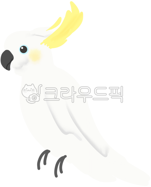 코카투,앵무새,새,조류,귀여운앵무새,새도감,새요소,새그림,새이미지,새종류,노란새,깃털,머리깃,cockatoo,호주새,동물,반려동물