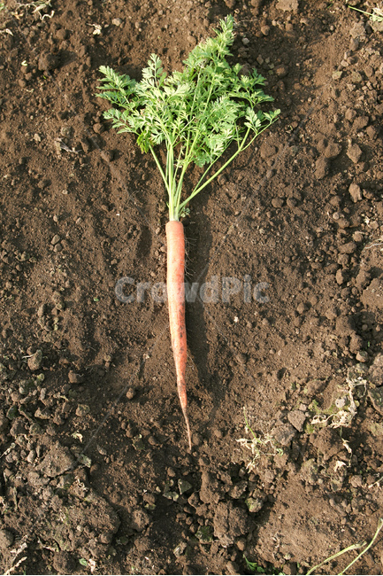 야채,당근,다이어트,건강,유기농,제주,농장,자연,carrot,carrots,food,vegetable,fresh,orange,bunch,organic,healthy,vegetables,green,raw,isolated,root,agriculture,garden,diet,market,vegetarian,leaf,white,harvest,vitamin,ripe,nature,carrotcarrot,farm,closeup,color,colorful,country,diete,cofarmer,farmersmarket,farming,background,greenhealthhealthyfoodshealthylifehealthylifestylehealthylifestylebackground,jejuisland,jejukorea,natural,naturelandscape,nutrition,organicbackground,organicfarm,음식,식재료,요리,food,cook,meal,dishes,food reserves,채소,야채,vegetables,산업,industry,industrial,농업,농사,agriculture,farming,farming industry