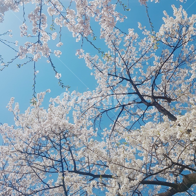 벚나무,벚꽃,벚꽃나무,봄나무,봄꽃,봄벚꽃