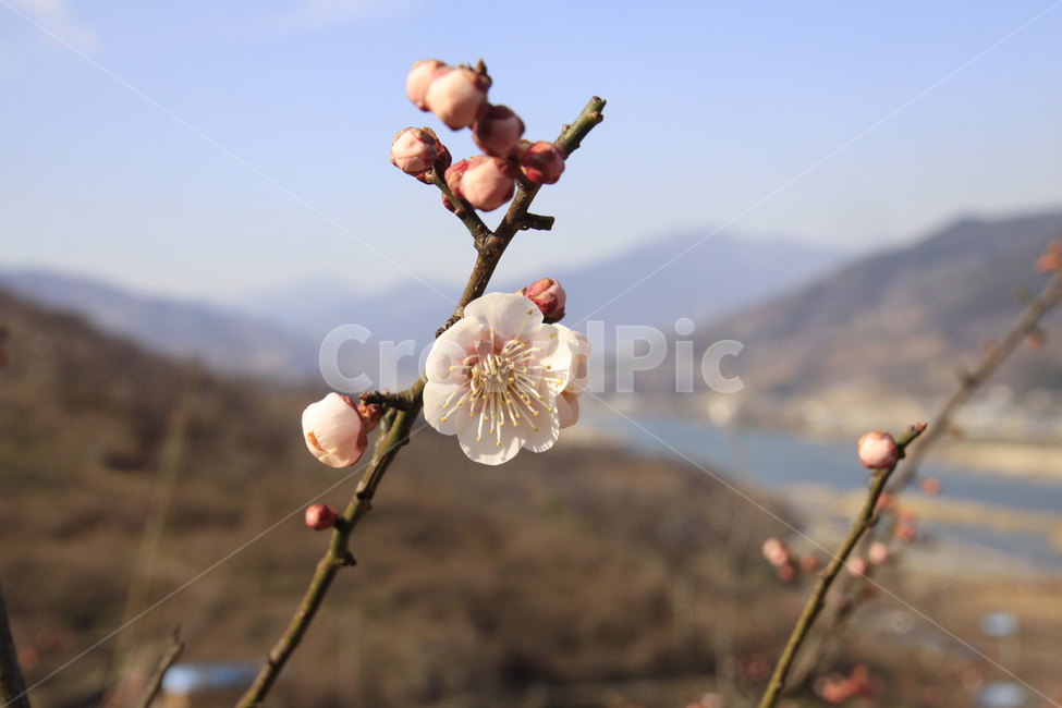 봄,자연,매화,꽃,매화꽃,매화마을,spring,flower,nature,season,나무,식물,봄꽃,광양,계절,봄,계절,spring,season,식물,자연,plants,nature,꽃,flower,plant
