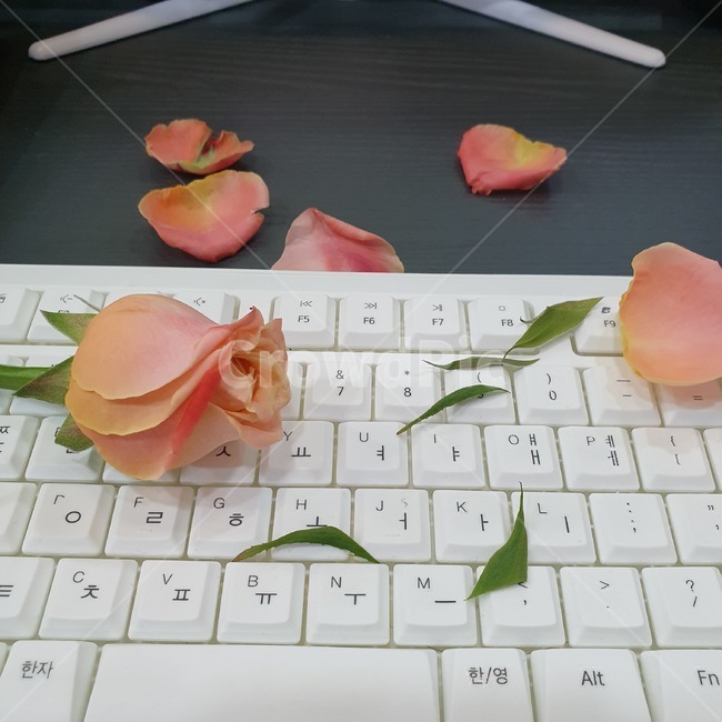 장미,꽃,식물,전자제품,컴퓨터