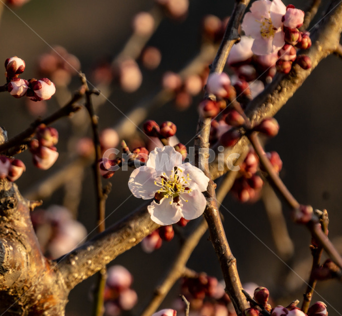 꽃,매화꽃,봄꽃,봄,계절,나무,식물,자연,plants,nature,꽃,flower