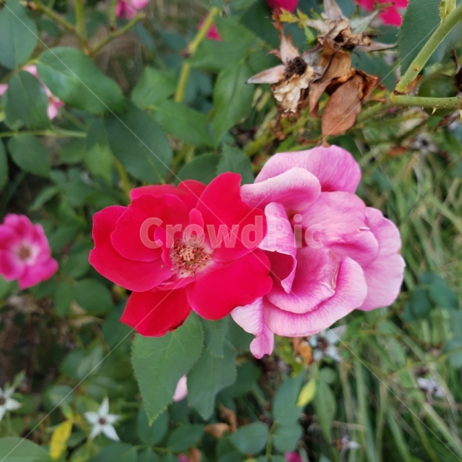 꽃,장미,분홍색,분홍꽃,flower,rose,생화,plant,꽃잎,petal,제라늄,식물,자연,plants,nature,꽃,flower