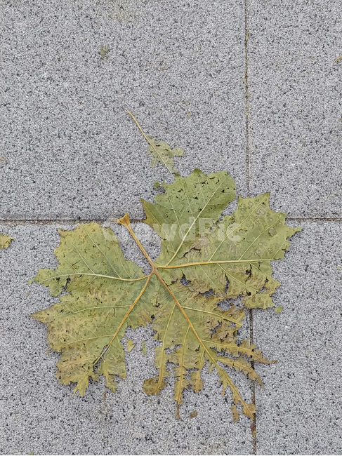 plant,식물,leaf,잎,바닥,질감,pattern,texture,배경
