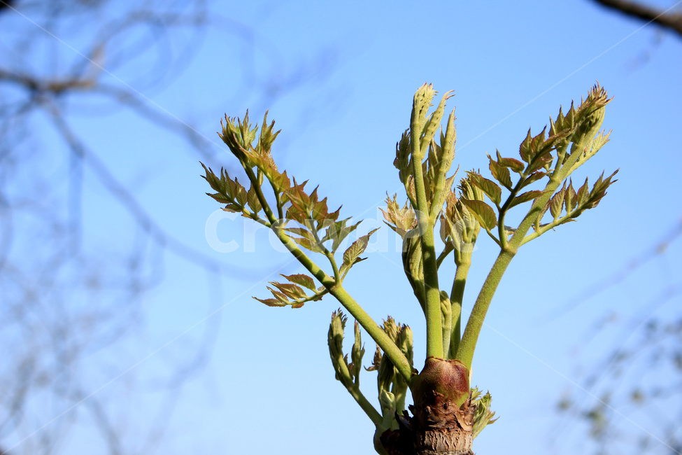 참두릅,두릅,나물,약용식물,임산물,농작물,식물,자연,plants,nature