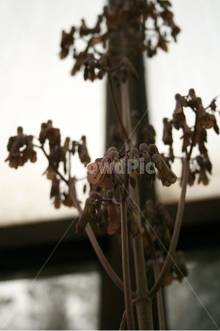 천손초,온실,식물,flower,plants,nature,꽃,꽃봉오리,식물,자연,plants,nature,꽃,flower