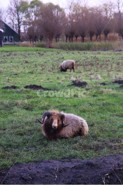 동물,양,들판,풀뜯는,자연,zaanseschans,nederland,동물,animal,포유류,mammal