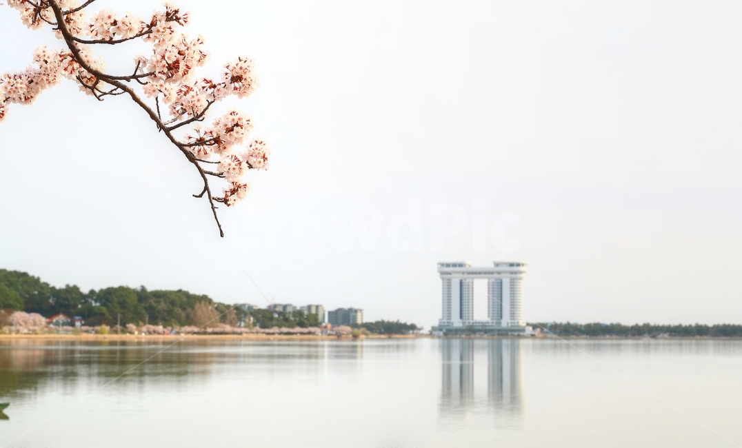 벚꽃,봄,경포호,물,경포대,아리바우길,꽃,봄,계절,spring,season,plant,식물
