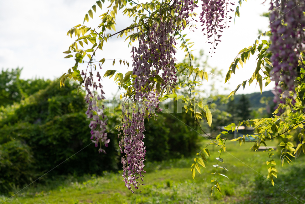 등나무꽃,등꽃,자연,wisteria,flower,하늘,구름,sky,식물,자연,plants,nature,꽃,flower,휴식,힐링,rest,relaxation,healing