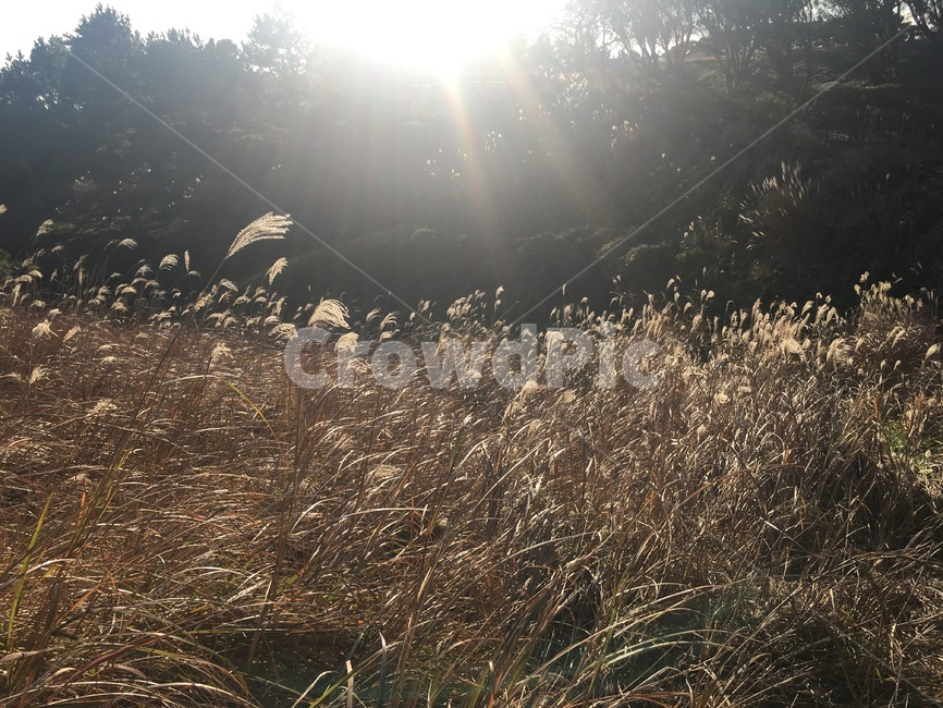 가을,갈대,바람,햇살,태양,쓸쓸함