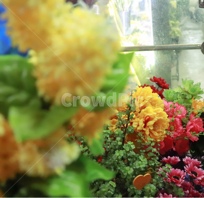 꽃,분홍꽃,노랑꽃,생화,아웃포커싱,꽃,flower