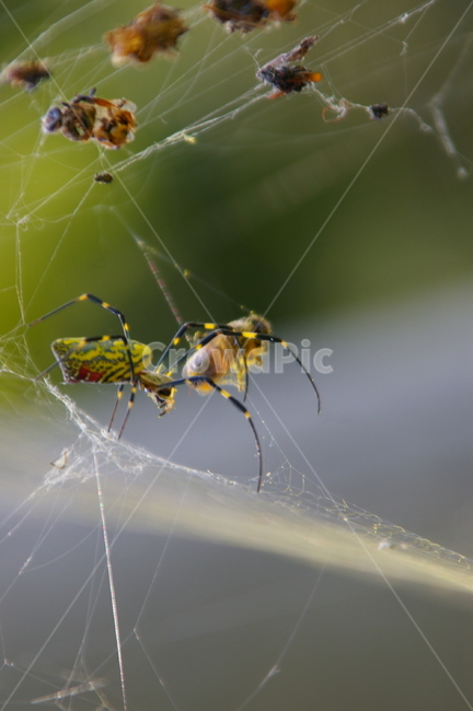 야외,곤충,식물,insect,거미,먹이,벌,꿀벌,거미줄,동물,animal,곤충,벌레,insect,bug