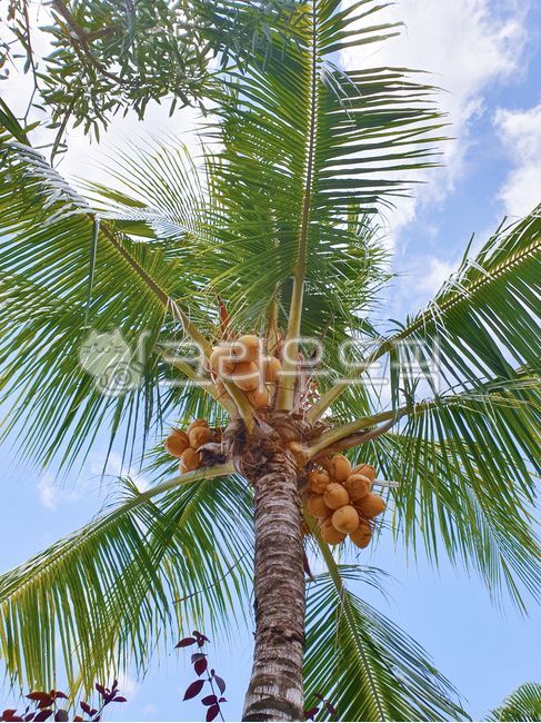 야자나무,코코넛나무,열대나무,코코넛,하늘,구름,여름,남국,열대지방,휴양지,바다,해변,관광지,자연,나무,푸른하늘,여행,남쪽나라,식물,열매,palmtree,coconuttree,tropicaltree,coconut,sky,clouds,summer,tropics,tropicalregion,resort,sea,beach,touristspot,nature,tree,bluesky,travel,southerncountry,plant,fruit