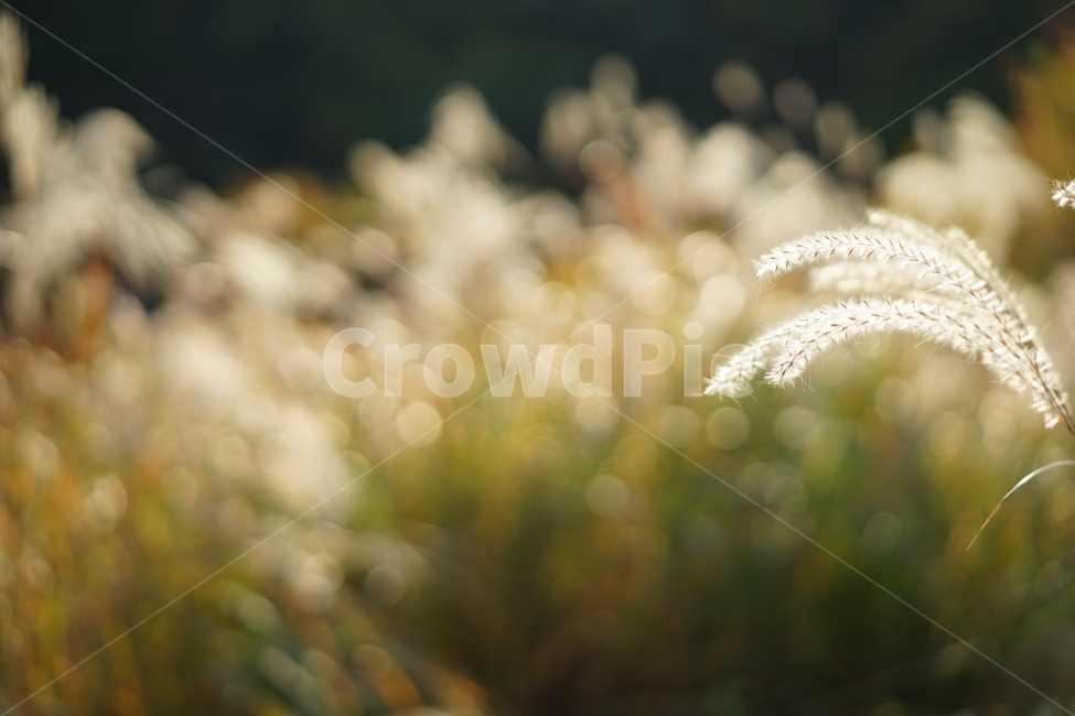 	억새,가을,느낌,감성,감성사진,계절,들판,자연,식물,feel,감성샷,바람,풍경사진,풍경,갈대,가을풍경,가을느낌,가을,계절,fall,autumn,season,식물,자연,plants,nature,감성,sensible,feeling,grass,잔디,plant