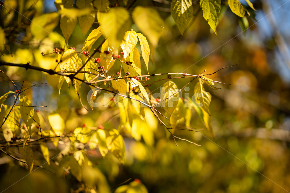가을,낙엽,노랑,햇빛,빈티지,햇살,단풍,나무,가을,계절,fall,autumn,season,식물,자연,plants,nature,leaf,잎,plant,tree,veins,정맥