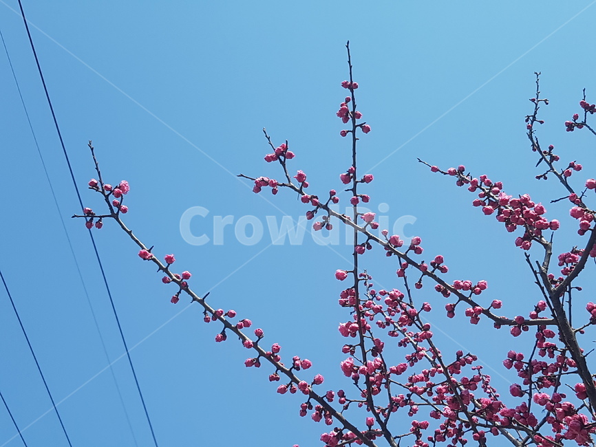 봄,spring,꽃,flower,매화,매화꽃,봄,계절,spring,season,식물,자연,plants,nature,꽃,flower