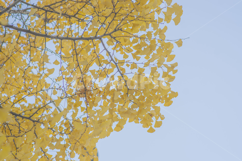 은행나무,가을,단풍,노랑,나무,가을단풍,감성,가을풍경,풍경,가을,계절,fall,autumn,season