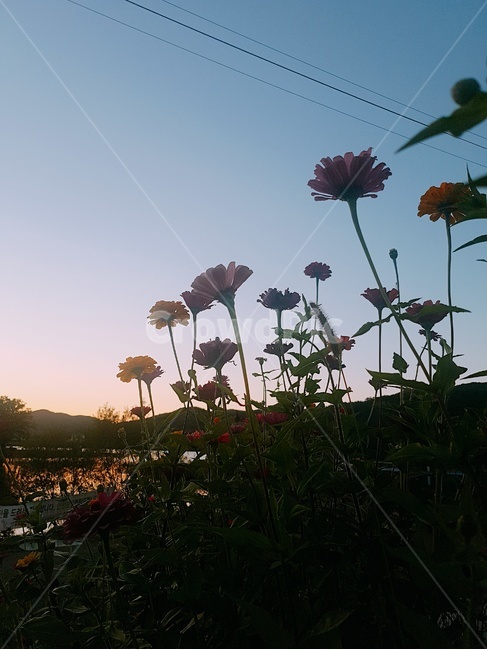 꽃,노을,예쁜꽃,컬러,풍경