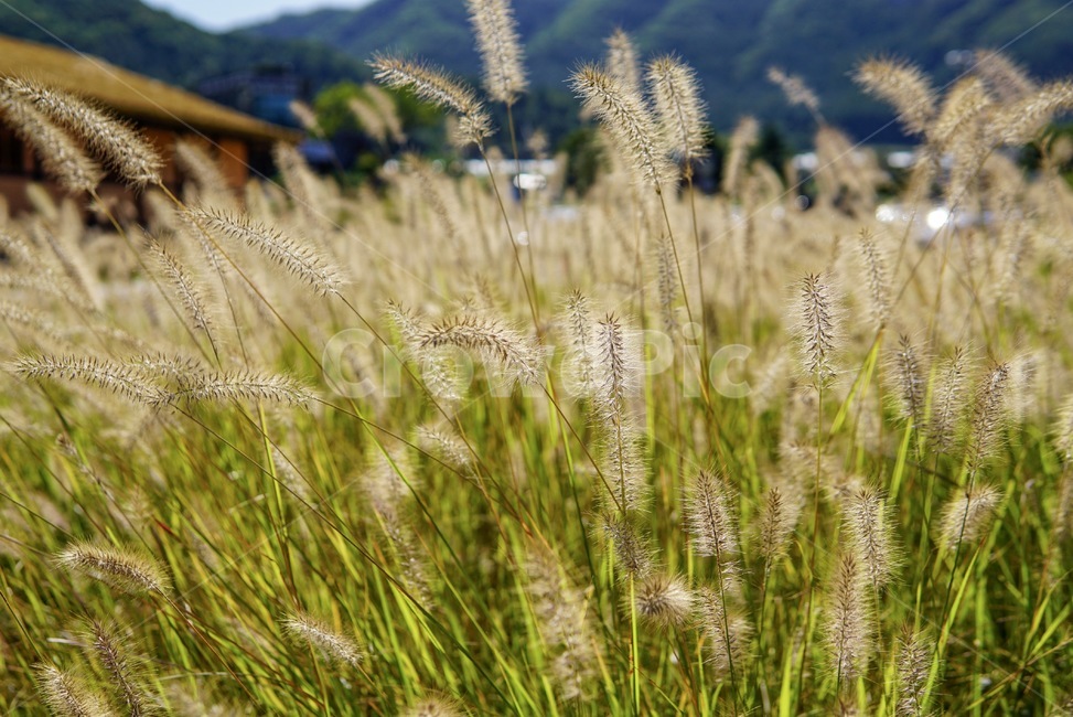 식물,강아지풀,가을,감성,잔디,가을,계절,fall,autumn,season,식물,자연,plants,nature,grass,plant,food,음식,vegetable,야채,grain,곡물