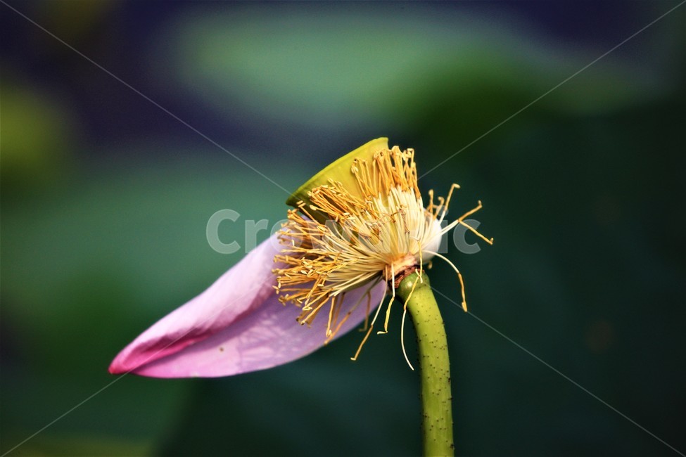 식물,연꽃,꽃,flower,flowerage,식물,자연,plants,nature,꽃,flower